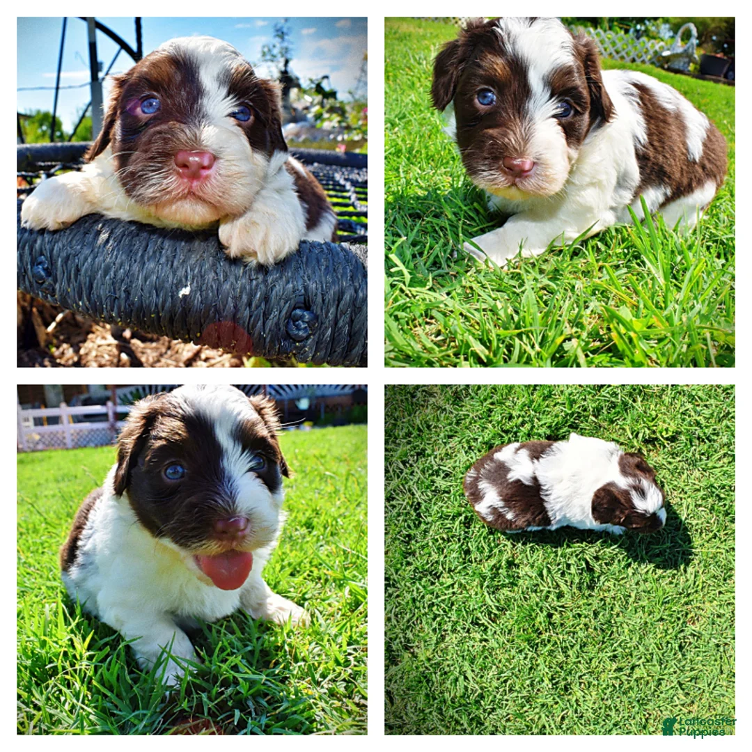 Havapoo dogs for sale: Teddy - Ad 1