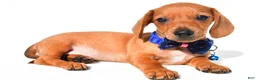 Miniature Dachshund dogs for sale: Jet - Ad 1