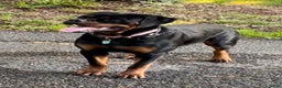 Rottweiler dogs for sale: Mr Brown - Ad 4