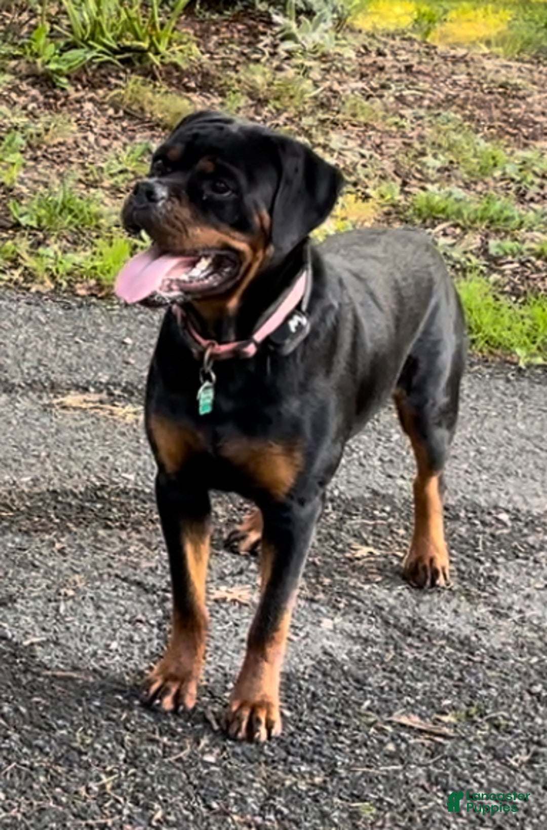 Rottweiler dogs for sale: Mr Brown - Ad 4