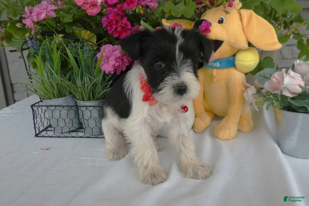 Miniature Schnauzer dogs for sale: Miniature Schnauzer 3 Marcy - Ad 2