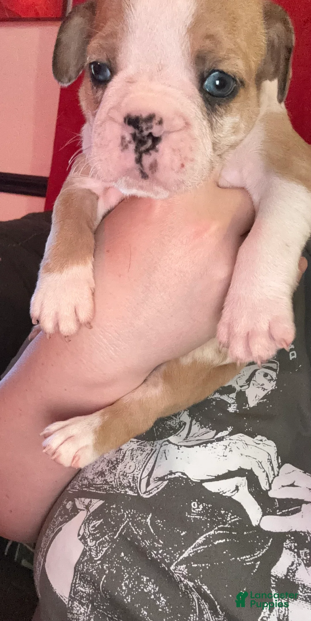 French Bulldog dogs for sale: Gordita  - Ad 1