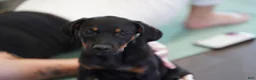 Rottweiler dogs for sale: Amiri - Ad 5