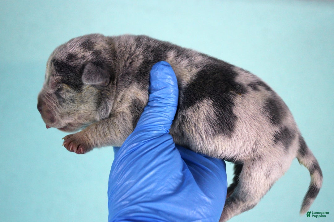 American Bully dogs for sale: Blue Merle Female - Ad 1