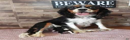 Cavalier King Charles Spaniel dogs for sale: #1 Male (Lulu's) - Ad 4