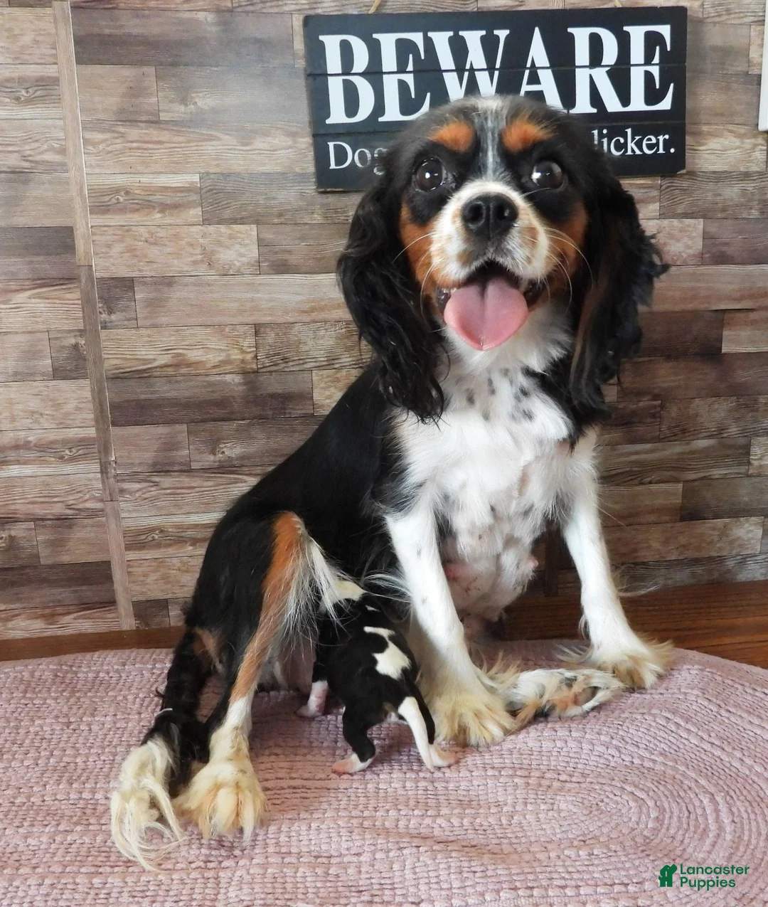 Cavalier King Charles Spaniel dogs for sale: #1 Male (Lulu's) - Ad 4