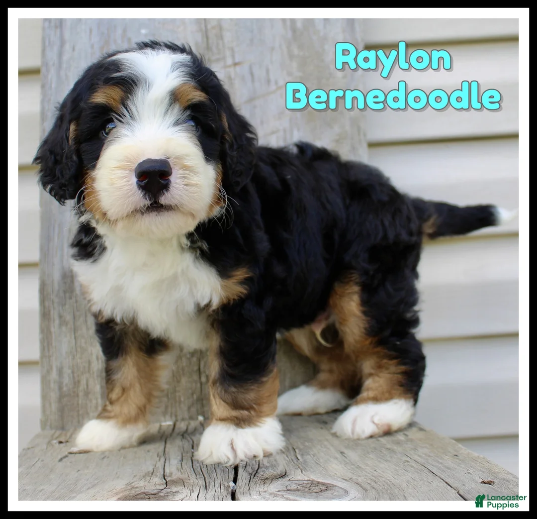 Bernedoodle dogs for sale: Raylon - Ad 1