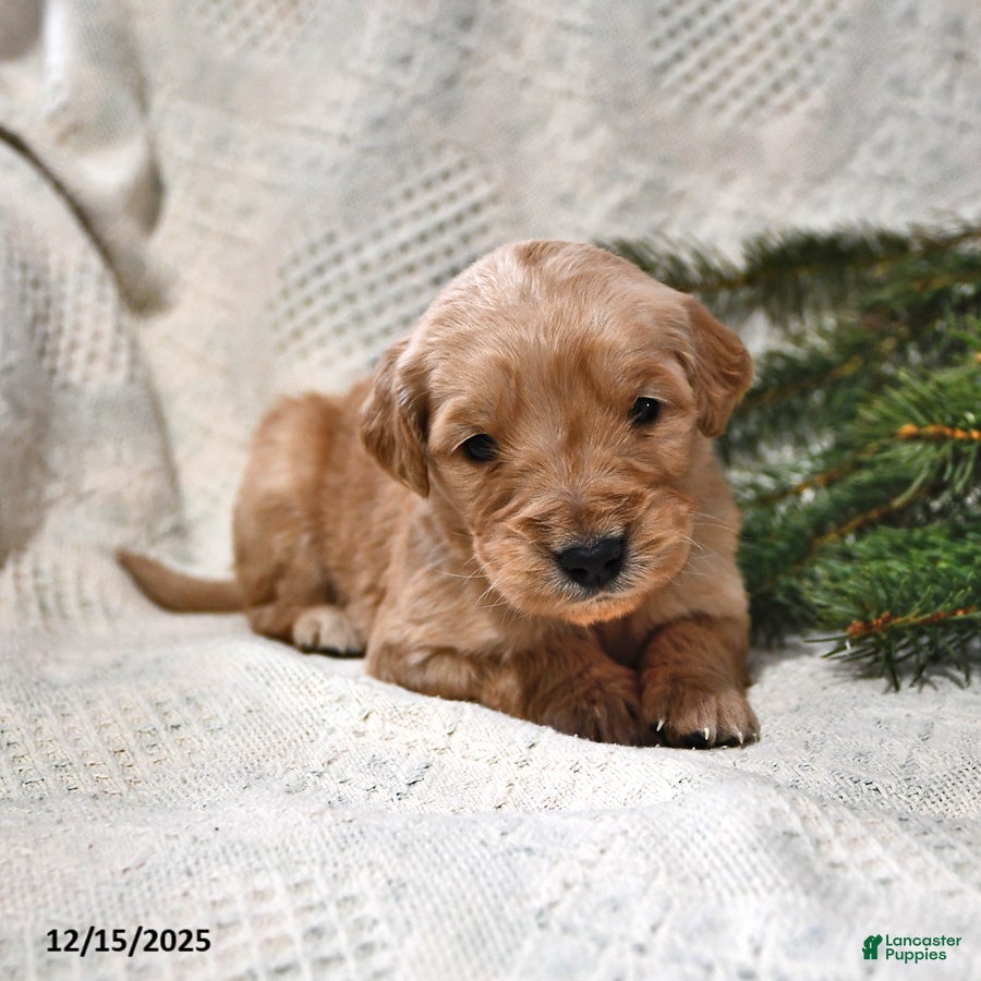 Goldendoodle dogs Barney - Ad 17