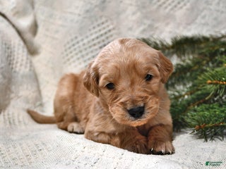Goldendoodle dogs Barney - Ad 27