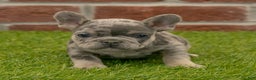 French Bulldog dogs for sale: Gus - Ad 2