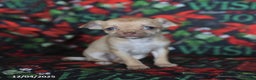 Chihuahua dogs for sale: Peaches - Ad 5