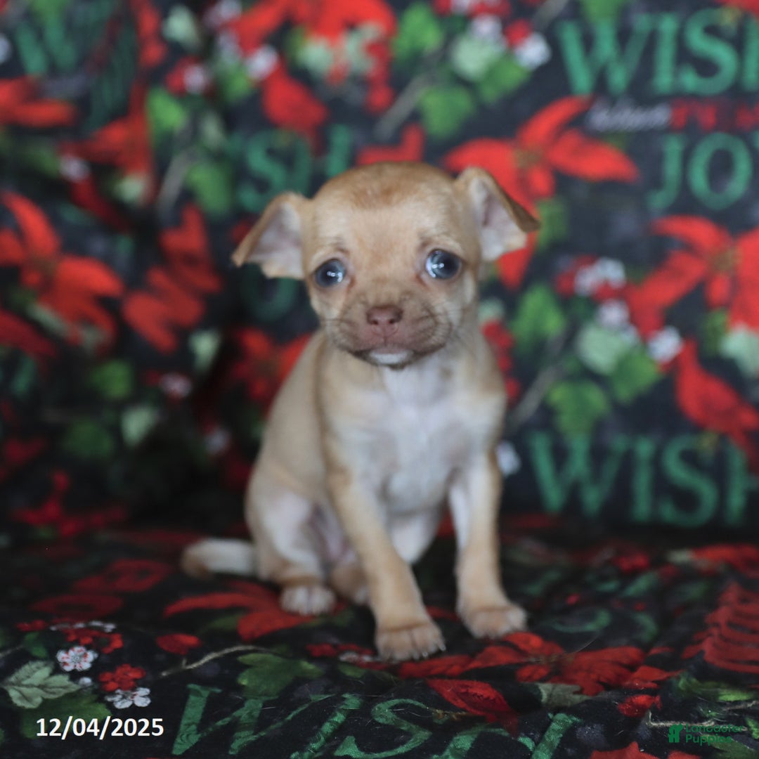 Chihuahua dogs for sale: Peaches - Ad 5