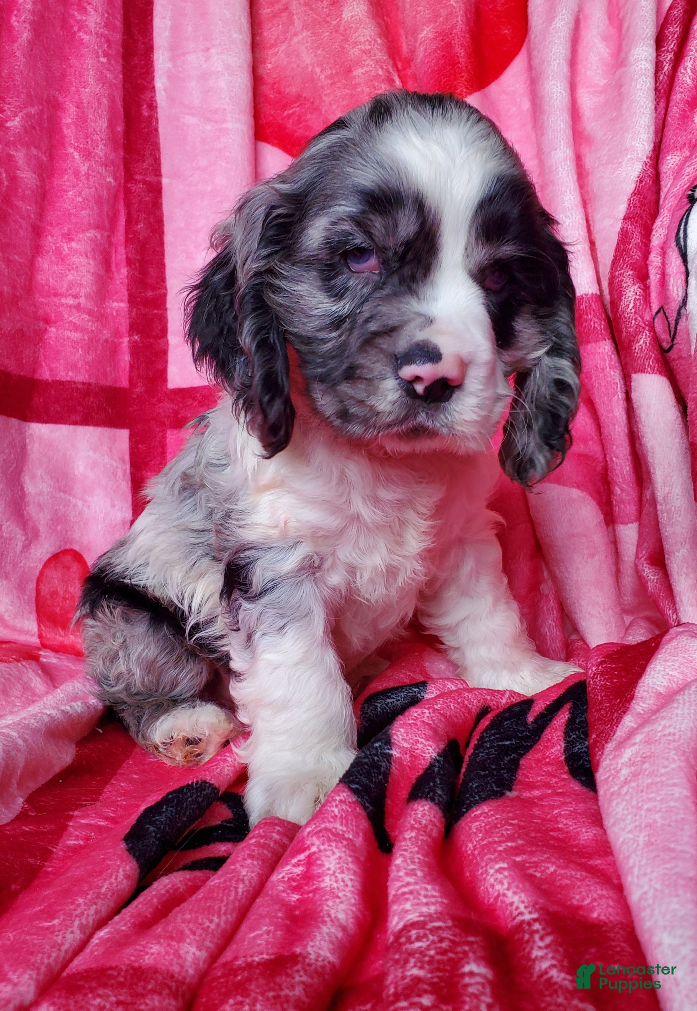 Cocker Spaniel dogs Rowan - Ad 17