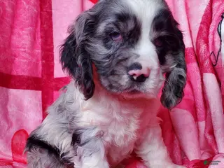 Cocker Spaniel dogs Rowan - Ad 23