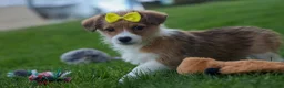 Corgipoo dogs for sale: NOEL - Ad 8