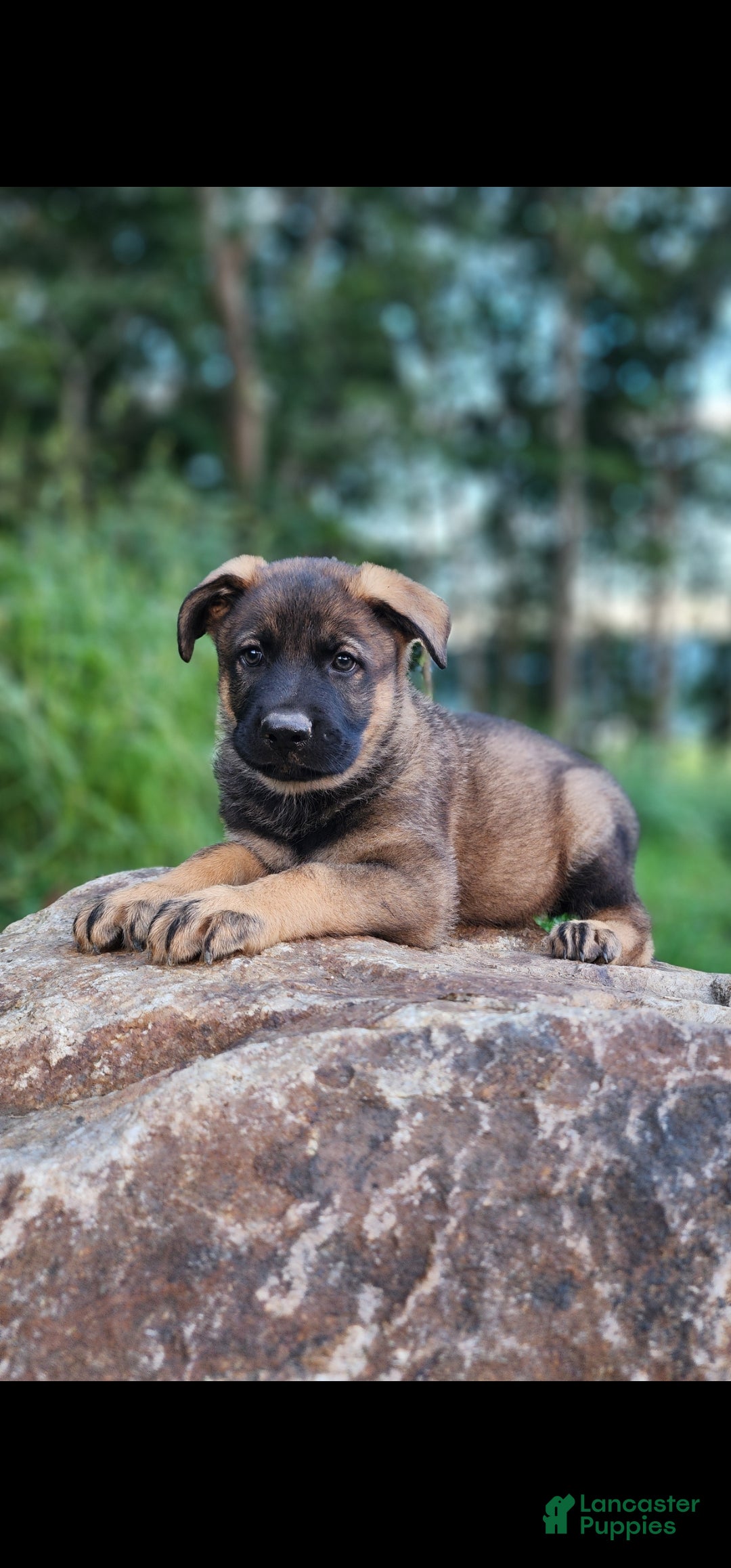 German Shepherd dogs  Thunder - Ad 2