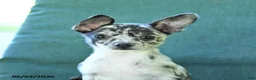 Chihuahua dogs for sale: Pebbles - Ad 5