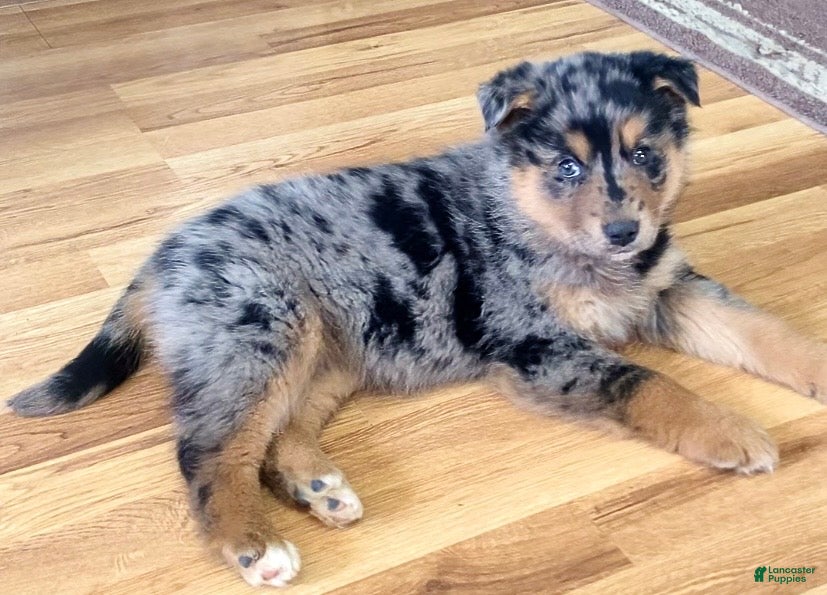 Mixed Breed dogs Kola - Ad 11