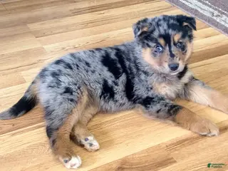 Mixed Breed dogs Kola - Ad 11