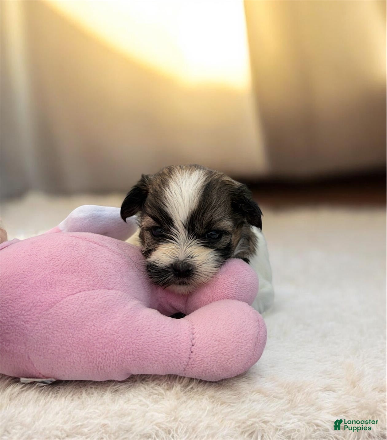 Teddy Bear dogs Ariel - Ad 2