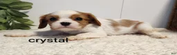 Cavalier King Charles Spaniel dogs for sale: Crystal  - Ad 3