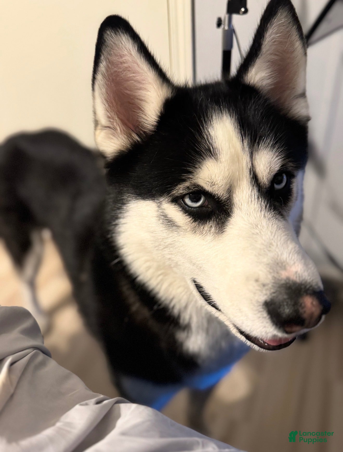 Siberian Husky dogs for sale: Steele - Ad 23