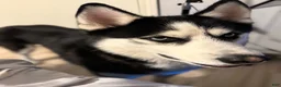 Siberian Husky dogs for sale: Steele - Ad 1