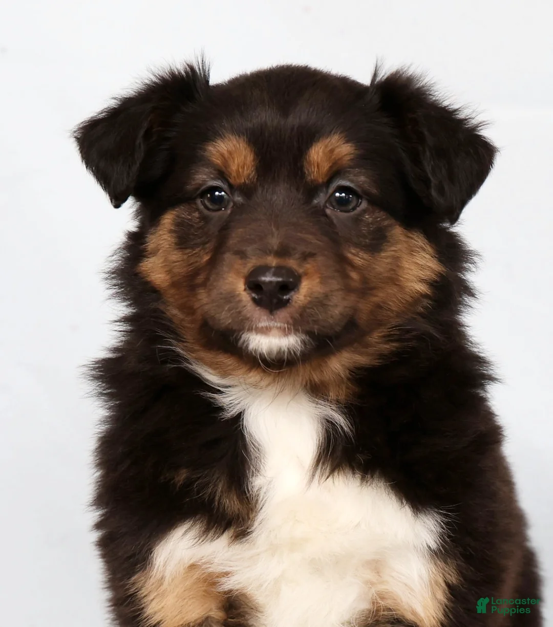 Australian Shepherd dogs for sale: Julie - Ad 9