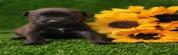 Mixed Breed dogs for sale: Kiara (pink collar) - Ad 3