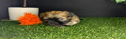 Shih Tzu dogs for sale: James - Ad 2
