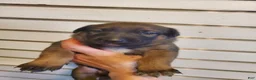 Mixed Breed dogs for sale: Solo - Ad 3