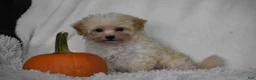 Maltipoo dogs for sale: Grant - Ad 10