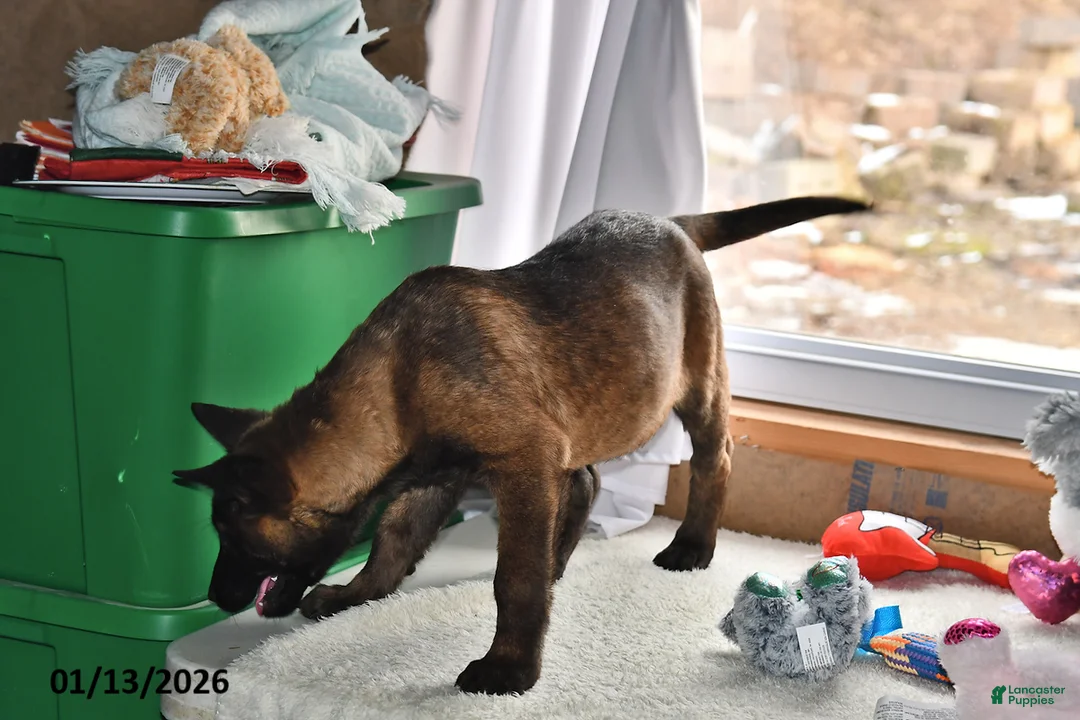 Belgian Malinois dogs for sale: Lacey - Ad 3