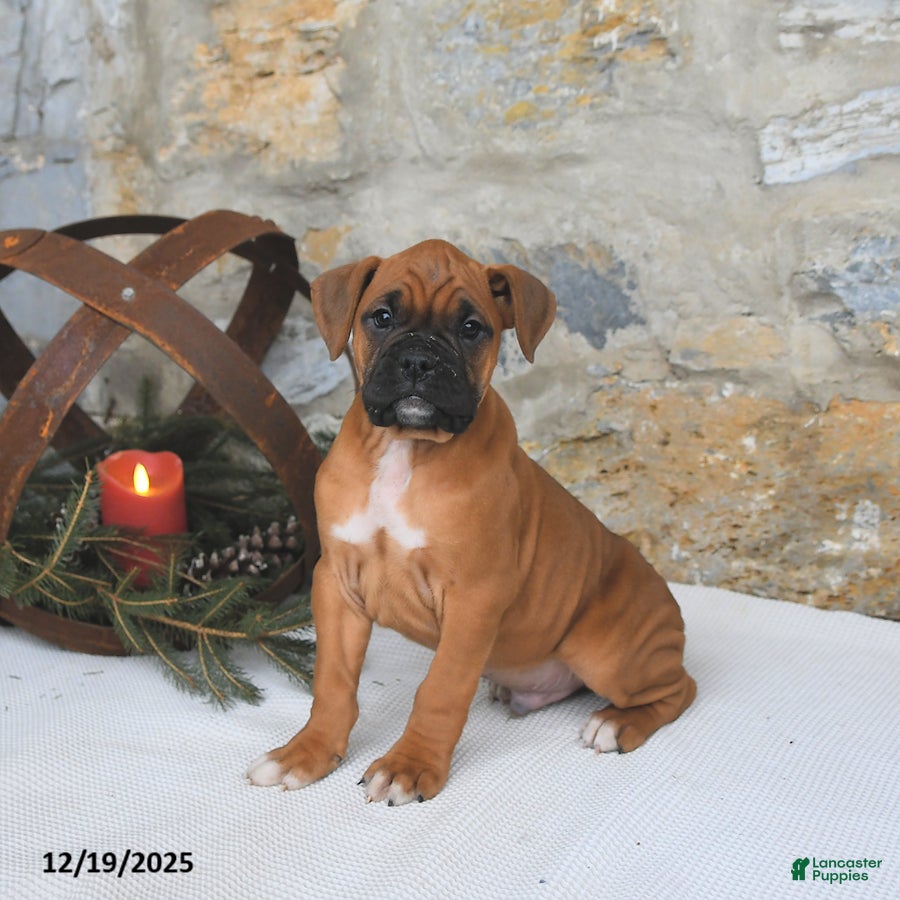 Boxer dogs Hickory - Ad 37