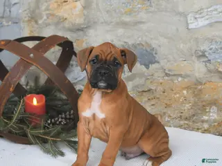 Boxer dogs Hickory - Ad 35