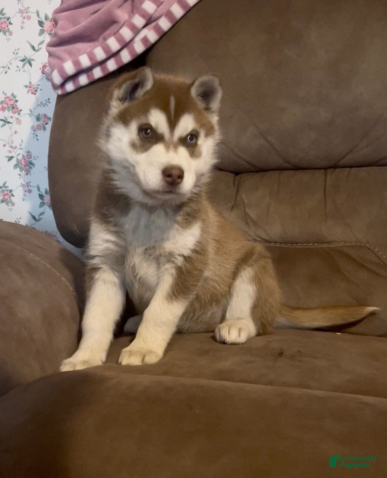 Siberian Husky dogs Siberian Husky Puppy 5 - Ad 26