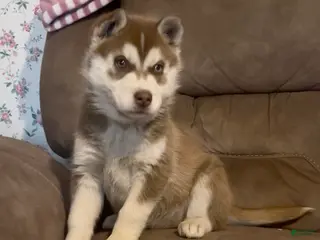 Siberian Husky dogs Siberian Husky Puppy 5 - Ad 26