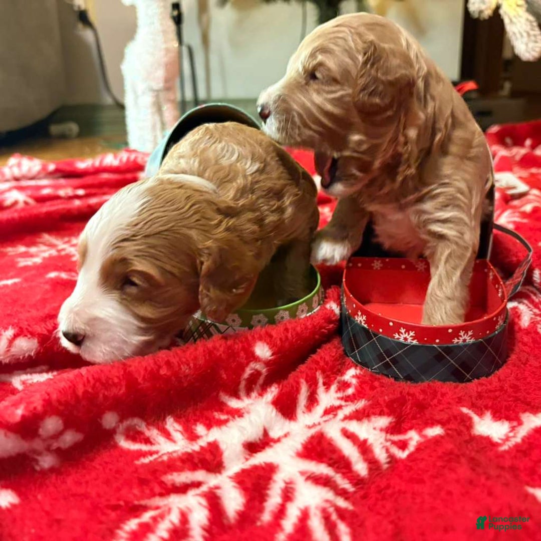 Mixed Breed dogs for sale: Mixed Breed Puppy 2 - Ad 1