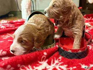 Mixed Breed dogs Mixed Breed Puppy 2 - Ad 2