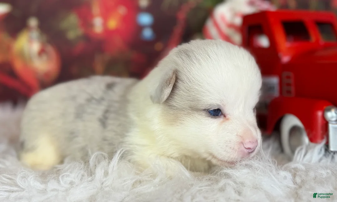 Welsh Corgi Pembroke dogs for sale: ACA Frost DNA clear bobtail Bluie Fluffy Carrier  - Ad 7