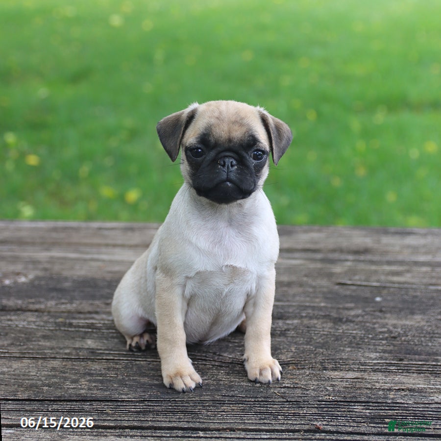 Pug dogs Lilly - Ad 1