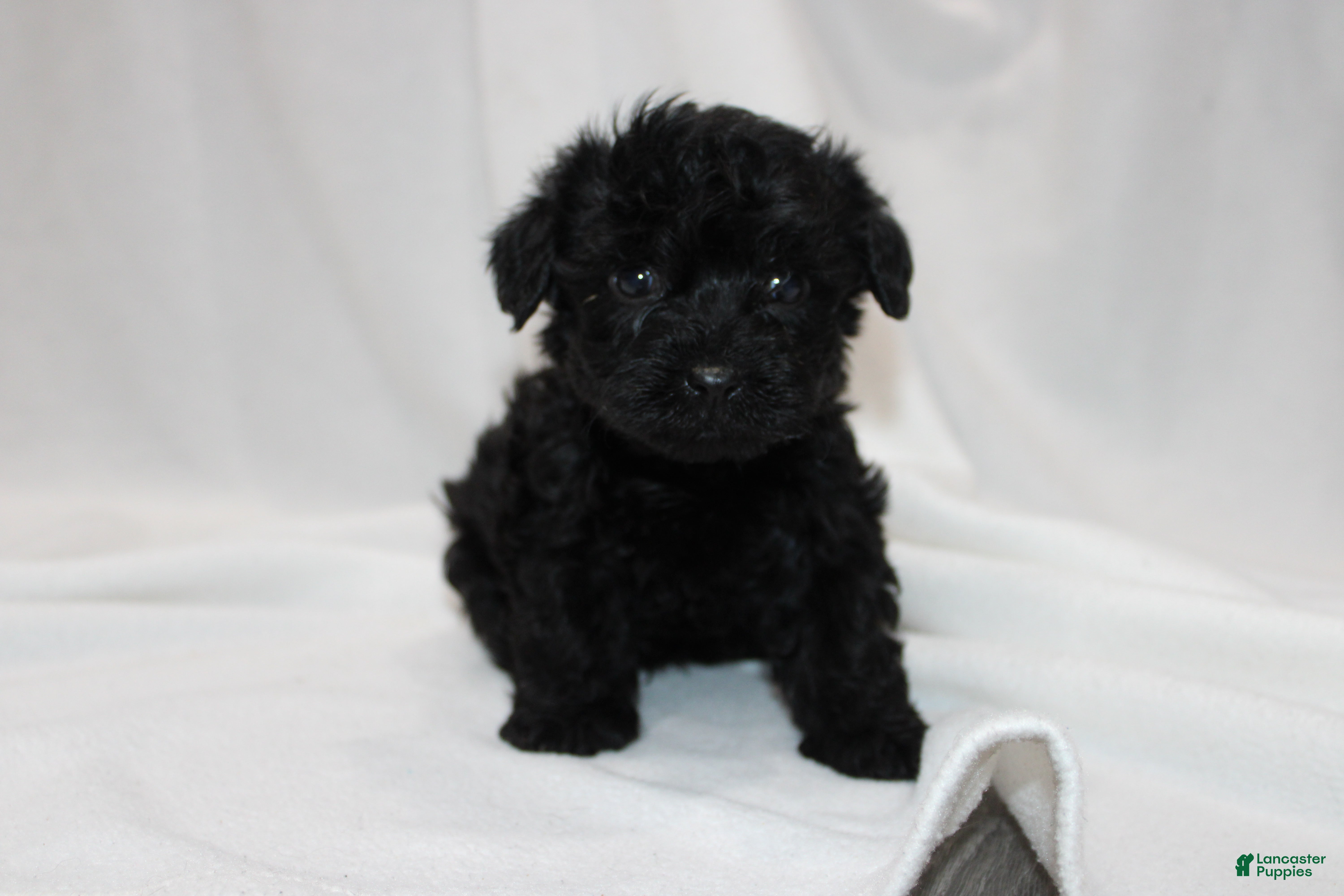 Yorkiepoo dogs Max - Ad 21
