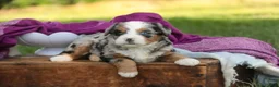 Mini Bernedoodle dogs for sale: Maya Mini Bernedoodle  - Ad 12