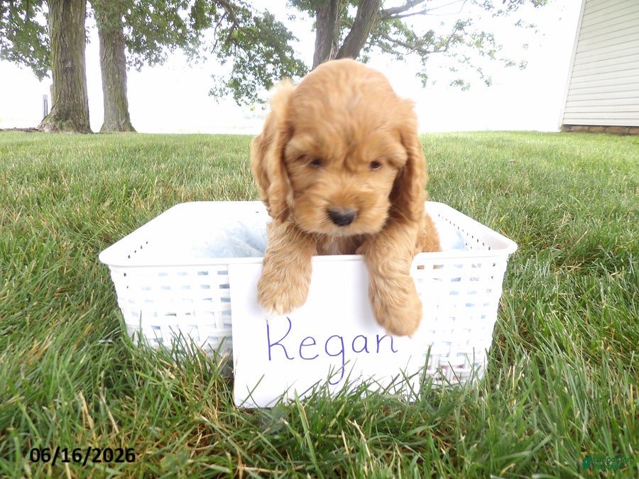Cockapoo dogs Regan - Ad 2