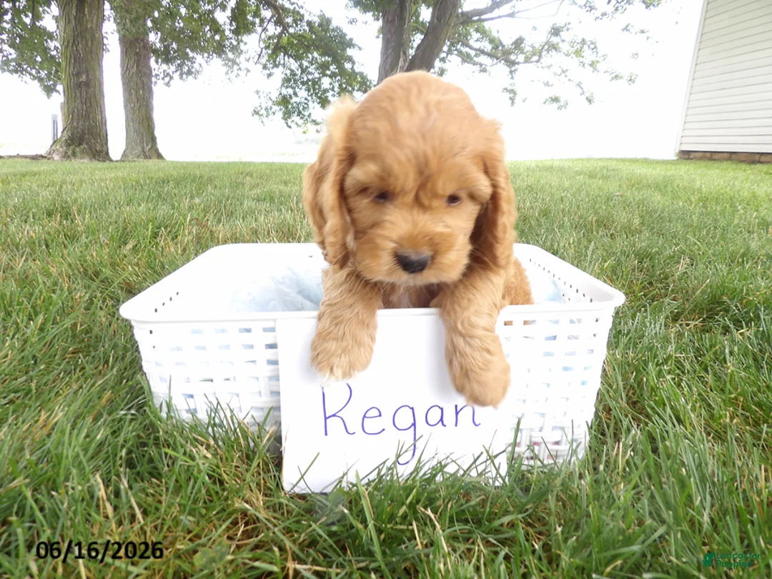 Cockapoo dogs for sale: Regan - Ad 2