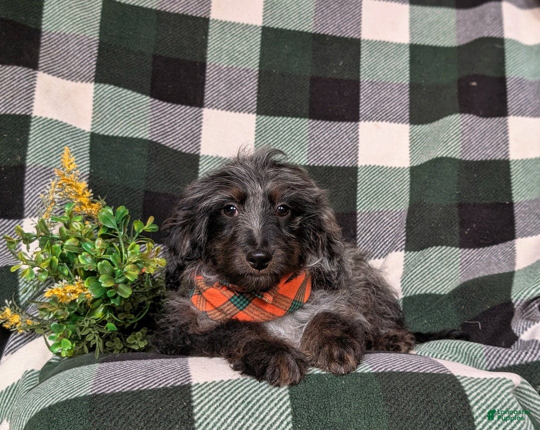 Cockapoo dogs for sale: Santiago Hypoallergenic - Ad 5