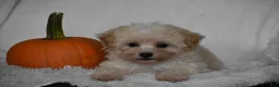 Maltipoo dogs for sale: Grant - Ad 3