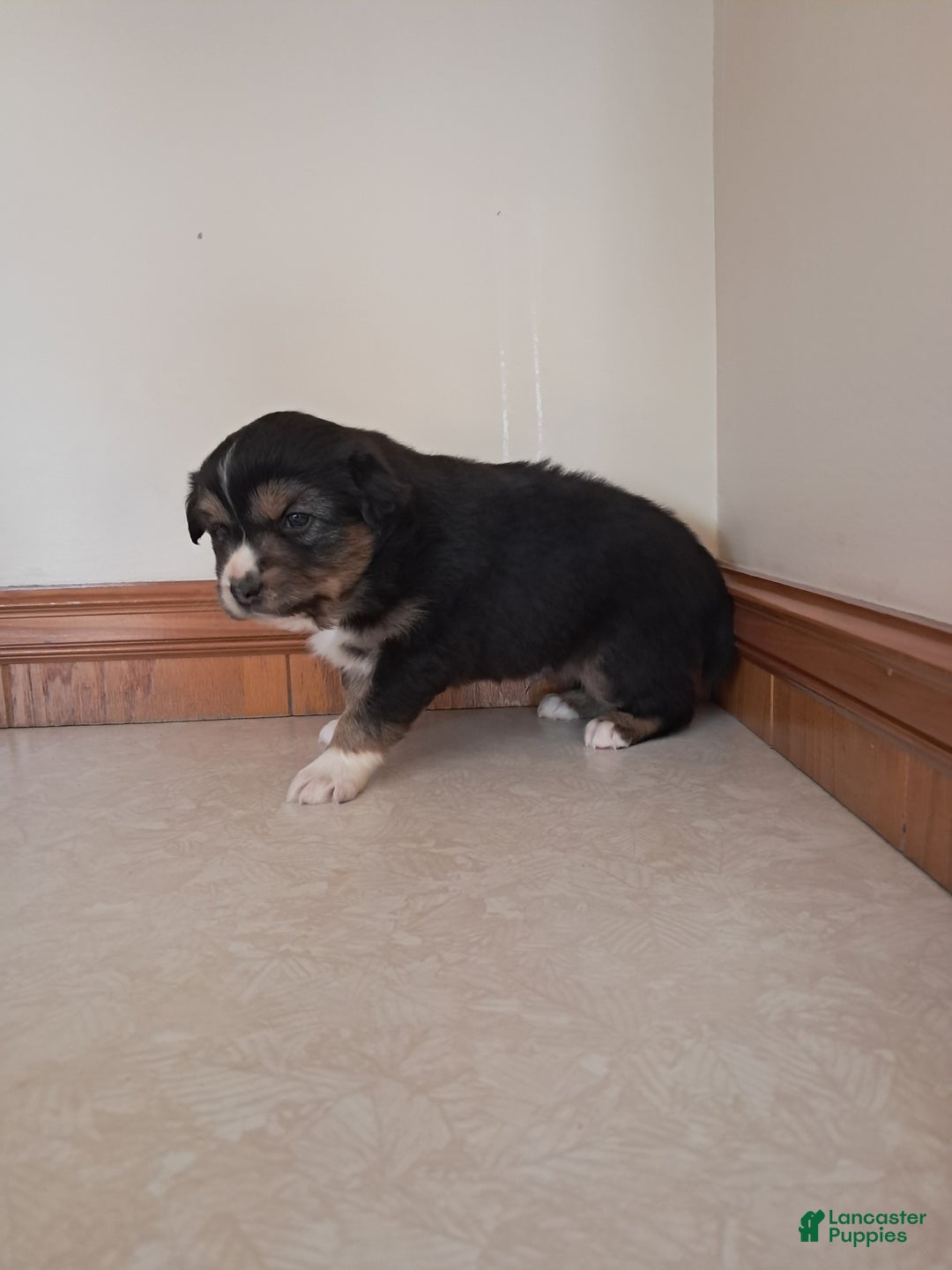 Miniature Australian Shepherd dogs for sale: Miniature Australian Shepherd Puppy 1 - Ad 2