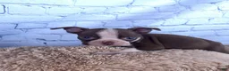 Boston Terrier dogs for sale: Rex - Ad 6