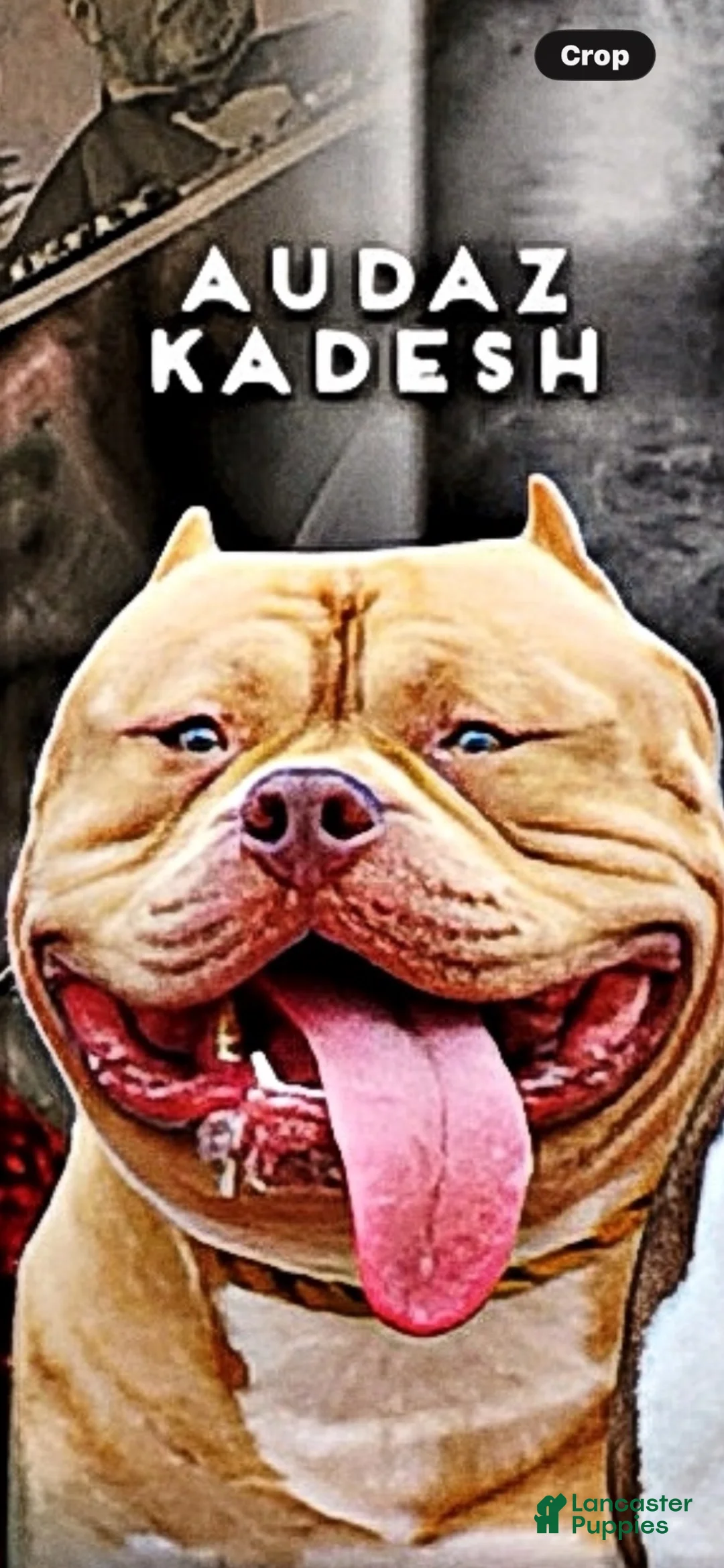 American Bully dogs for sale: American Bully 4 - Ad 2